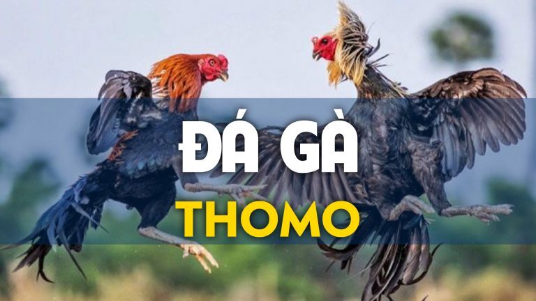 Đá gà Thomo là sao